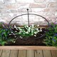 image 5 of 4 Pack of Small 60cm x 35cm Heavy Duty Black Steel Herbaceous Garden Plant Support Ring