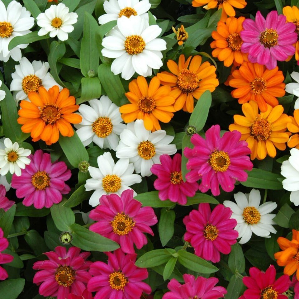 Zinnia Profusion Mixed Bedding 24 x Garden Ready Plants - Prolific Flowering, Compact & Robust Growth