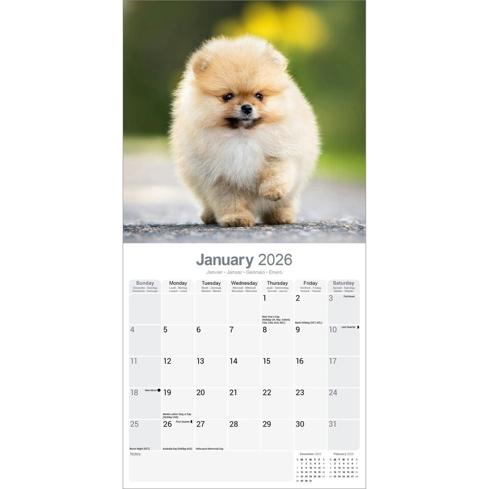 image 1 of Pomeranian 2026 Calendar | Square Wall Calendar | Dog Breed Gift | Plastic Free Packaging | by Avonside Publishing
