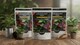 image 4 of Premium Soluble Plant Food for Healthy Indoor Plants and Foliage Includes Precision Measuring Scoop Concentrated Formula