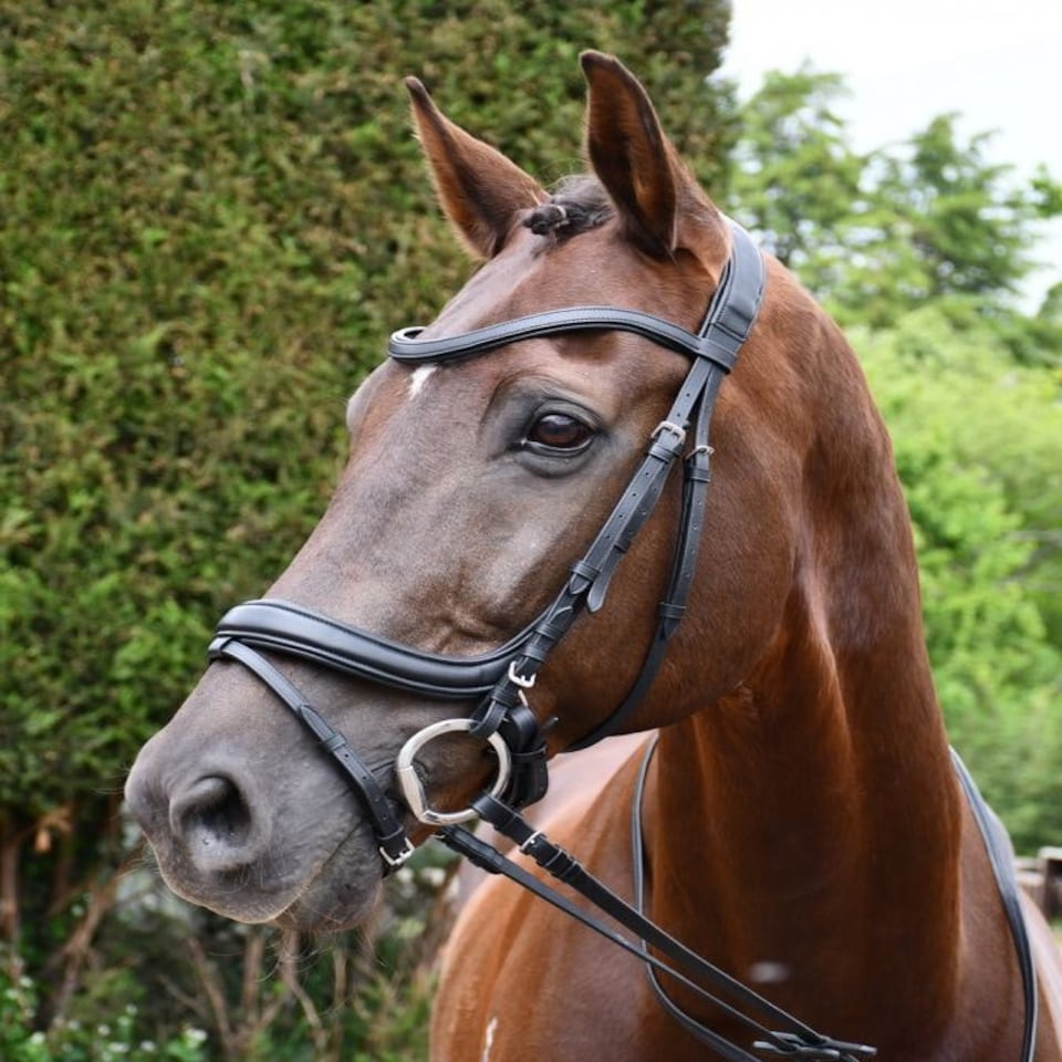 image 1 of Rhinegold Softee Pro-Anatomic Flash Bridle Brown | Size: X-Full
Colour: H.Brown