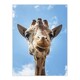 image 3 of Carol M Highsmith Giraffe Head Up Close Look Framed Wall Art Picture Print A4