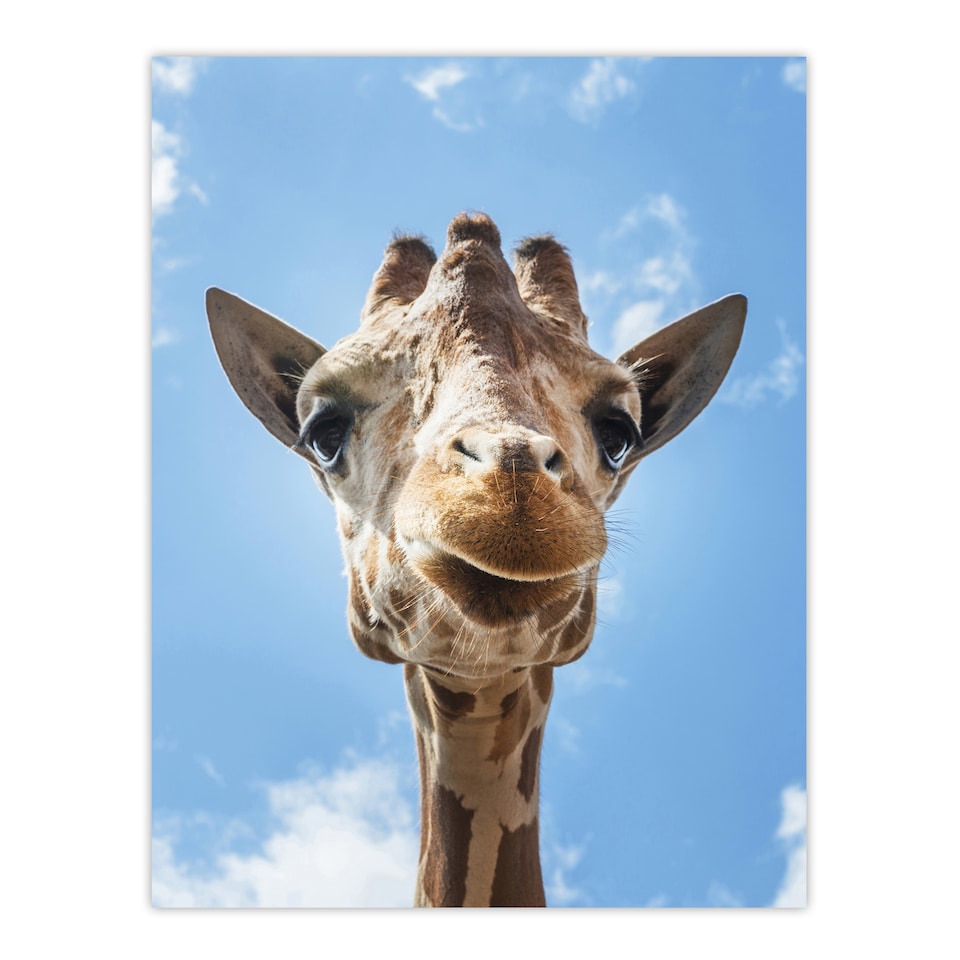 image 1 of Carol M Highsmith Giraffe Head Up Close Look Framed Wall Art Picture Print A4