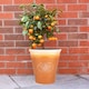 image 4 of JSH Bee Planter 14L Ceramic Look Round Plastic Flower Pot Frost & UV Resistant 30cm Round - Honey Brown