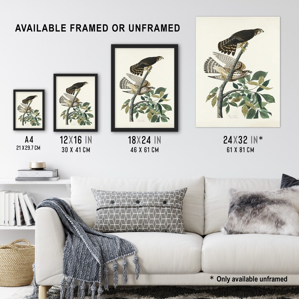 image 1 of Birds of America Pigeon Hawk Audubon Nature Framed Wall Art Print 12X16"
