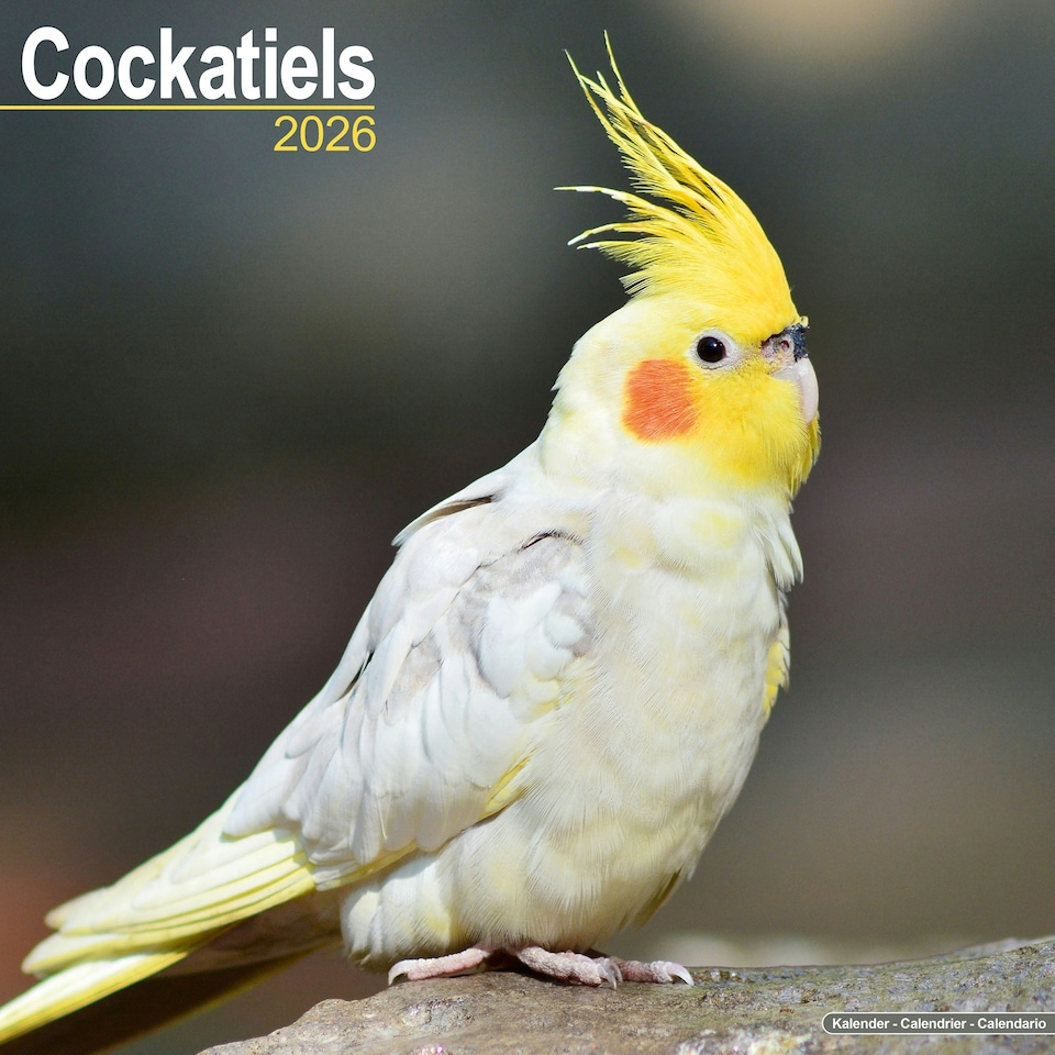 image 1 of Cockatiels 2026 Calendar | Square Wall Calendar | Bird Gift | Plastic Free Packaging | by Avonside Publishing