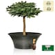 image 5 of Primrose Carbon Glaze Effect Bowl Planter Frost & Fade Resistant 55cm
