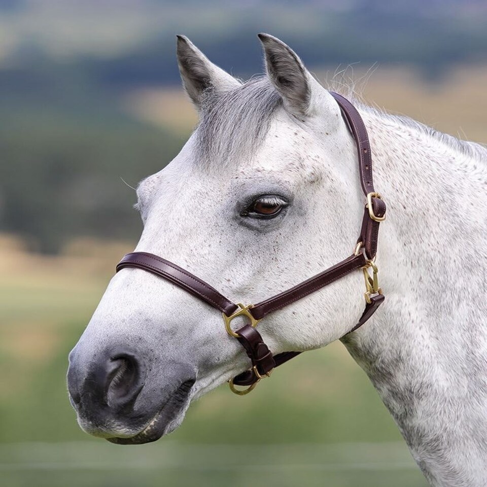 image 1 of Shires Blenheim Ragley Lined Leather Headcollar Black | Size: X-Full
Colour: Black