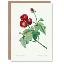 Pierre-Joseph Redouté Art Card Callirhoe Poppy Mallow Flower