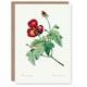 image 1 of Pierre-Joseph Redouté Art Card Callirhoe Poppy Mallow Flower