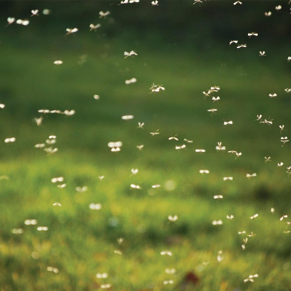 image 1 of Pyramid Trek Midge & Tick Repellent - 60ml