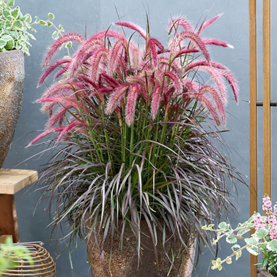 image 1 of YouGarden Pennisetum 'Tiny Tails', Ornamental Grasses, Perennial, 19cm Potted Plant, Garden Colour, Drought Tolerant