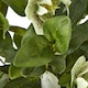 image 3 of Hellebore Plant in Pot - Plastic - L33 x W38 x H41 cm - Green/Taupe