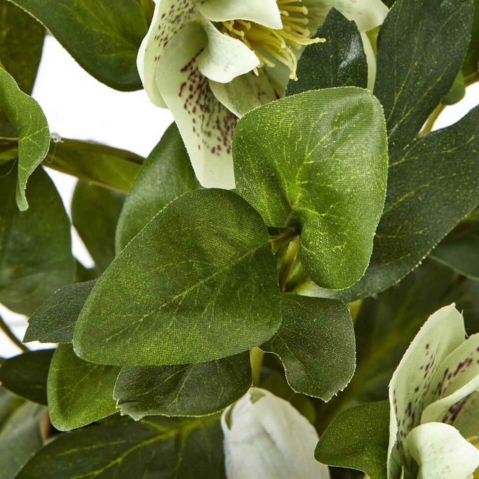 image 1 of Hellebore Plant in Pot - Plastic - L33 x W38 x H41 cm - Green/Taupe