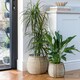 image 3 of Pando Seagrass Basket (Set of 2) - Seagrass - Natural Brown