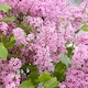 image 3 of Marshalls Garden Syringa 'Flowerfesta Pink' - Dwarf Lilac, 3 x 9cm Pots