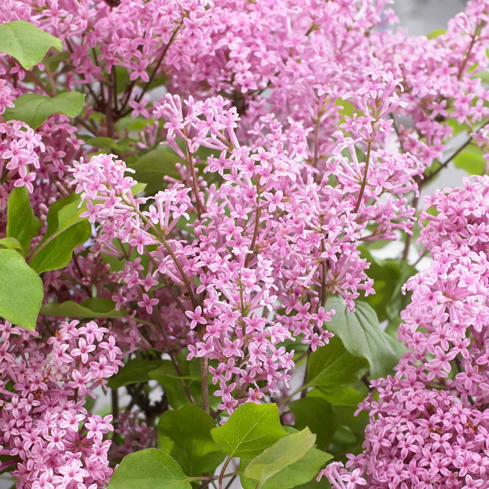 image 1 of Marshalls Garden Syringa 'Flowerfesta Pink' - Dwarf Lilac, 3 x 9cm Pots