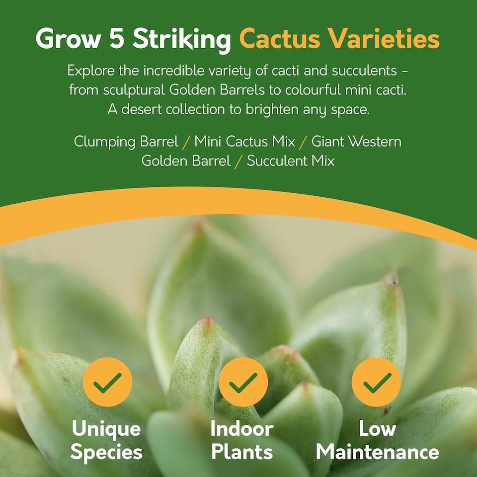 image 1 of Pronto Seed Grow Your Own Cactus Flower Seed Kit - 5 Succulent Varieties - A Low Maintenance Gift That Lasts | Multi | Cactus | 1