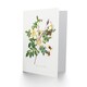 image 2 of Pierre-Joseph Redouté Art Card White Rose Vintage Floral