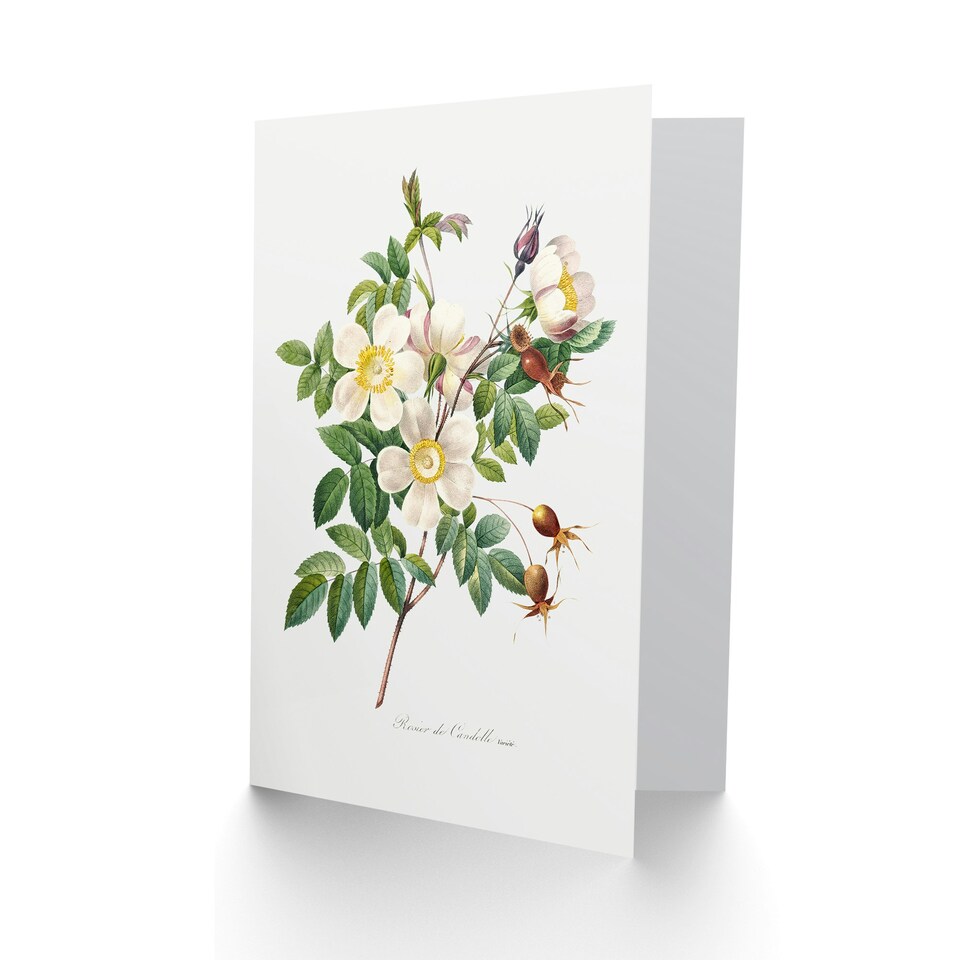 image 1 of Pierre-Joseph Redouté Art Card White Rose Vintage Floral