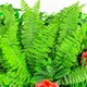 image 2 of Primrose Artificial Mixed Plants Red Rose Wall Hedge Panel 1m x 1m Set of 2