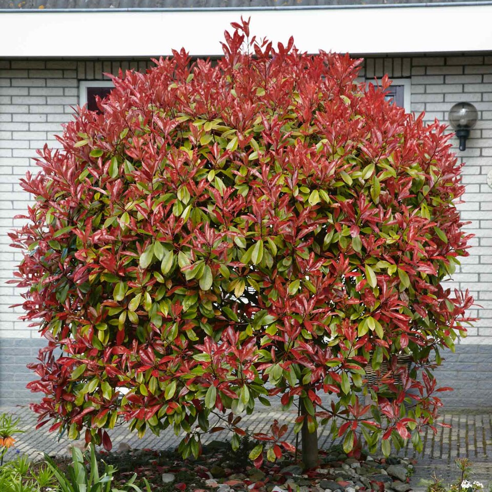 image 1 of Photinia 'Red Robin' 3 x 9cm potted shrub - evergreen with bright red spring foliage