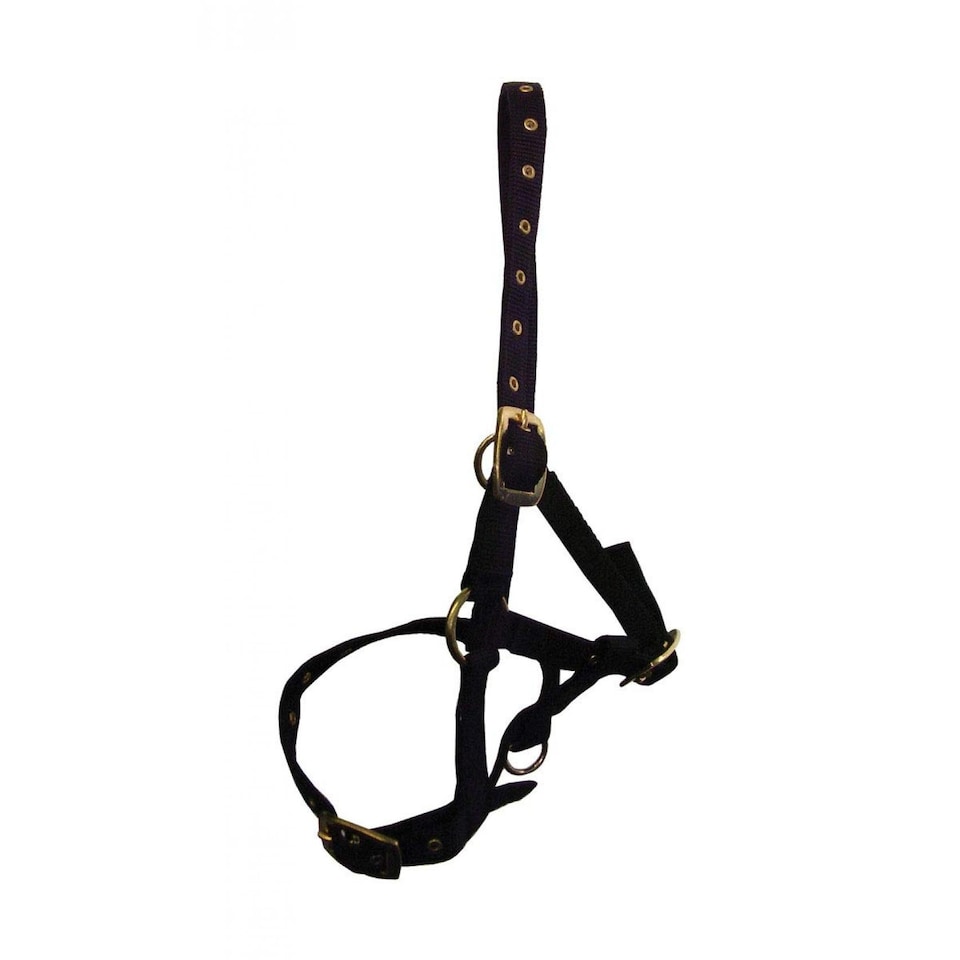 Hy Foal Head Collar | Black | Black | One Size | 1