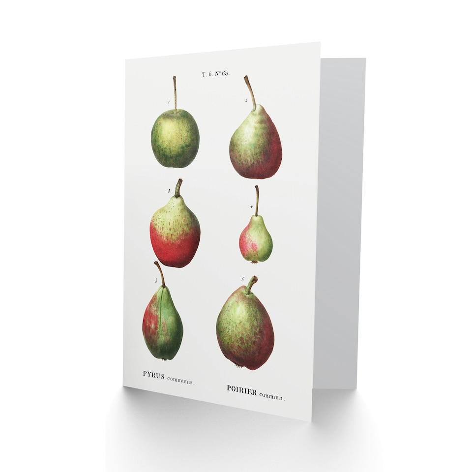 image 1 of Pierre-Joseph Redouté Art Card Pear Fruit Varieties Vintage