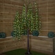 image 9 of 7ft (2.1m) Tall Light up Christmas Willow Tree with 384 Warm White LEDs