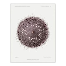 Sea Urchin Marine Life Illustration Albert I Wall Art Poster Print 12X16"