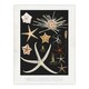 image 1 of Varieties of Marine Life Starfish Albert I Wall Art Poster Print 12X16"
