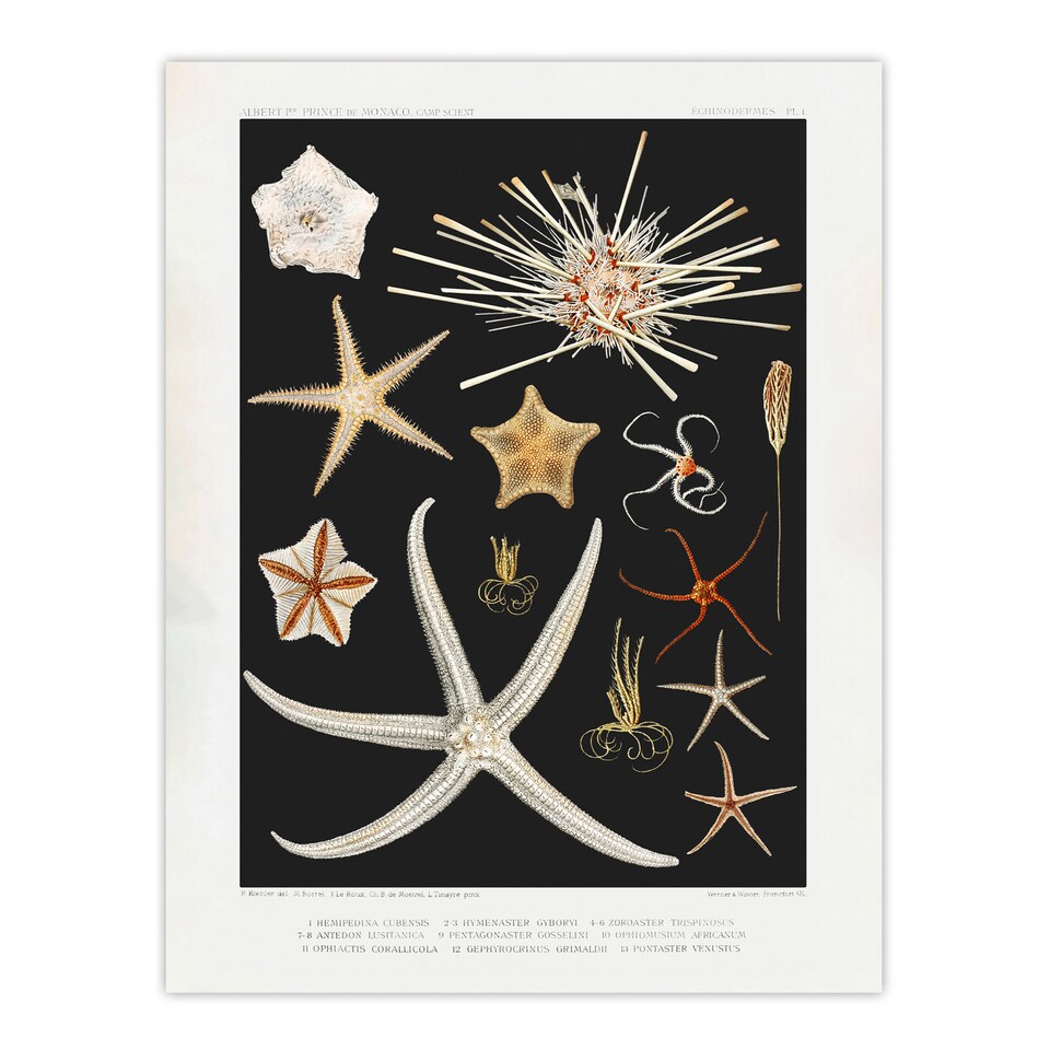 image 1 of Varieties of Marine Life Starfish Albert I Wall Art Poster Print 12X16"