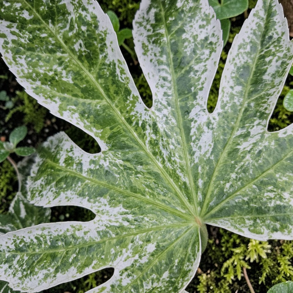 image 1 of Carbeth Plants Fatsia Japonica Spiders Web in 2L Pot | Multi