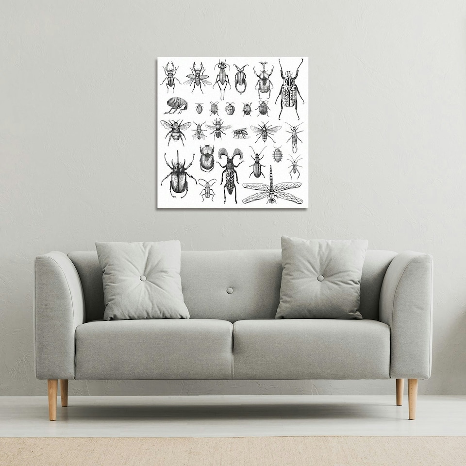 image 1 of fleas many species in vintage old hand drawn style (Canvas Print) 101 x 101 x 4cm