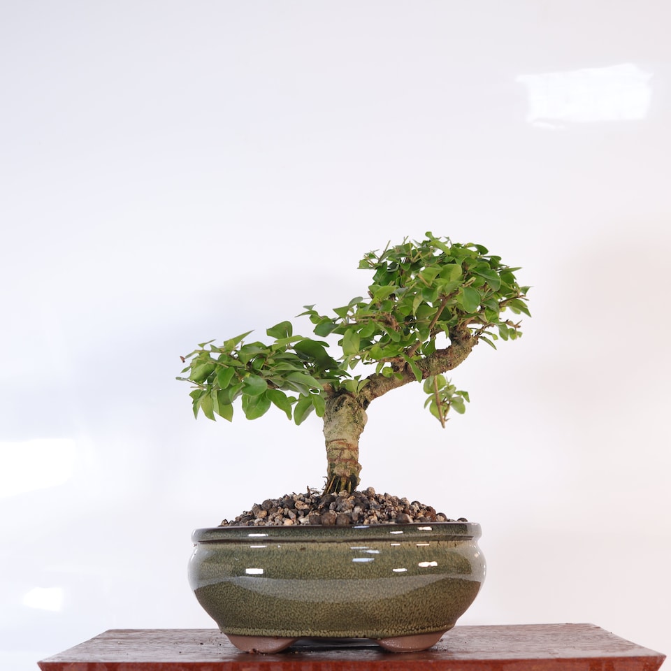 image 1 of Yorkshire Bonsai Chinese Privet (Ligustrum Sinense) Bonsai Tree Shaped In 18cm Pot Superb