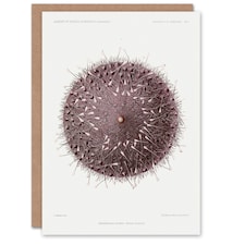 Vintage Marine Life Art Card Sea Urchin Detailed Illustration