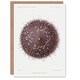 image 1 of Vintage Marine Life Art Card Sea Urchin Detailed Illustration