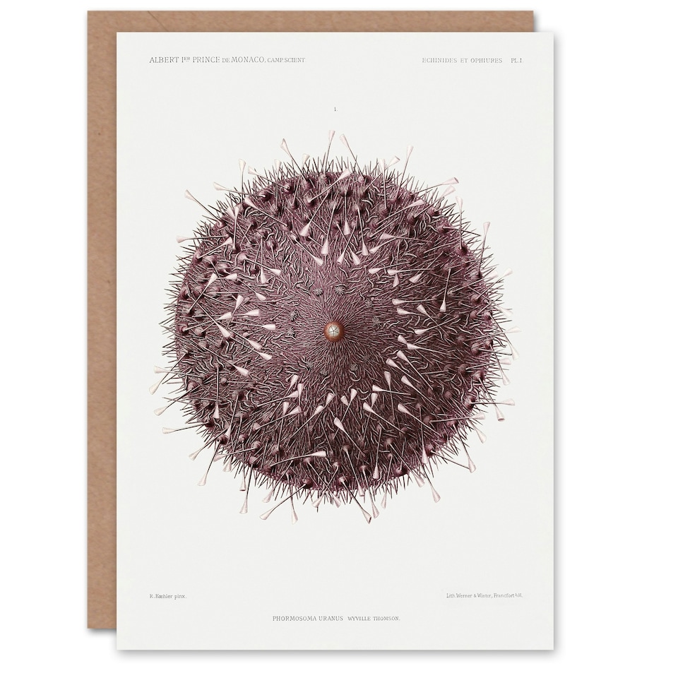 image 1 of Vintage Marine Life Art Card Sea Urchin Detailed Illustration
