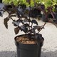 image 3 of Physocarpus opulifolius Midnight 9cm Potted Plant x 3