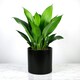 image 2 of Minimalist Matte Black Ceramic Indoor Plant Pot H15 x W15.5cm Black