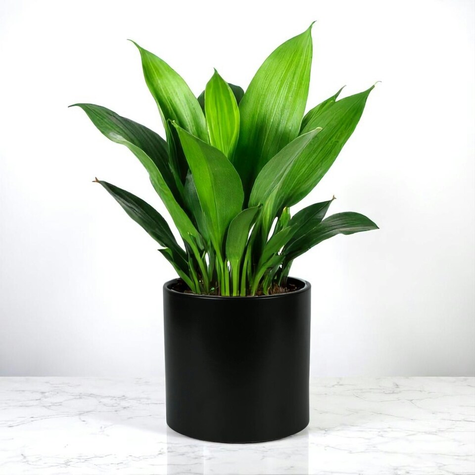 image 1 of Minimalist Matte Black Ceramic Indoor Plant Pot H15 x W15.5cm Black