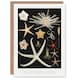 image 1 of Vintage Marine Life Art Card Varieties of Deep Sea Starfish