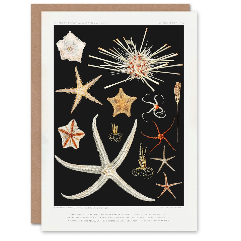 image 1 of Vintage Marine Life Art Card Varieties of Deep Sea Starfish