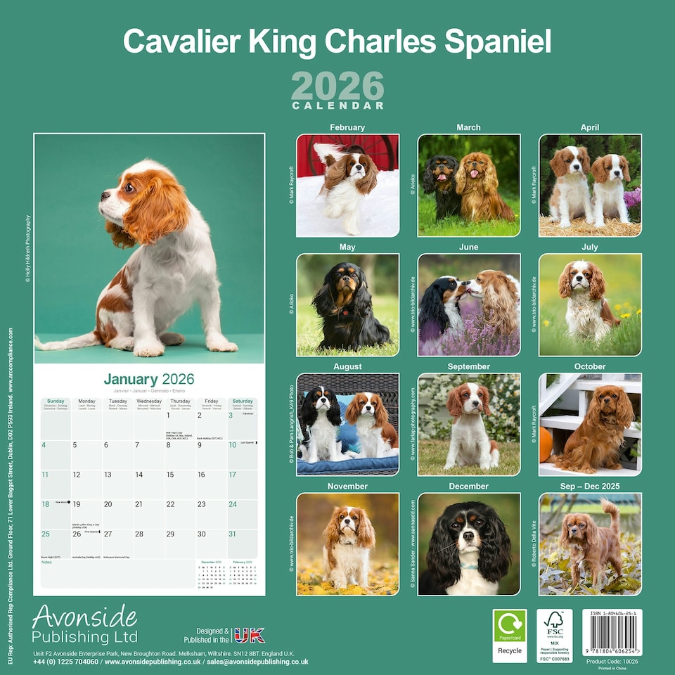 image 1 of Cavalier King Charles Spaniel 2026 Calendar | Square Wall Calendar | Dog Breed Gift | Plastic Free Packaging | by Avonside Publishing