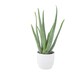 image 4 of Aloe Vera Plant  12cm Pot | Medicinal & Easy Care Indoor Houseplant
