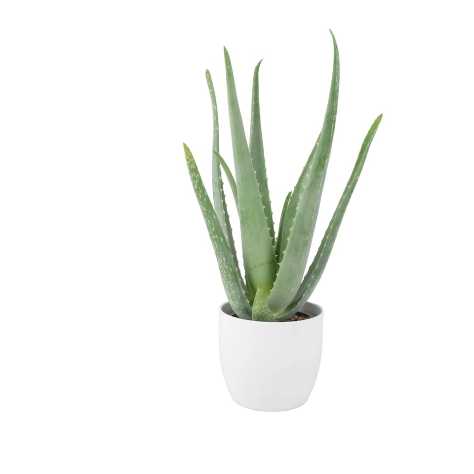 image 1 of Aloe Vera Plant 12cm Pot | Medicinal & Easy Care Indoor Houseplant