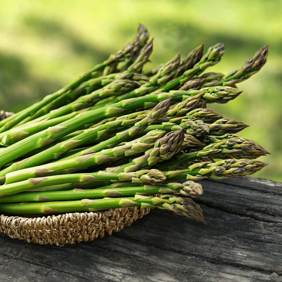 image 1 of Carbeth Plants 25 x Asparagus Crown Millennium Roots for Planting - Premium Quality Vegetable Perennials for Kitchen Gardens & Allotments