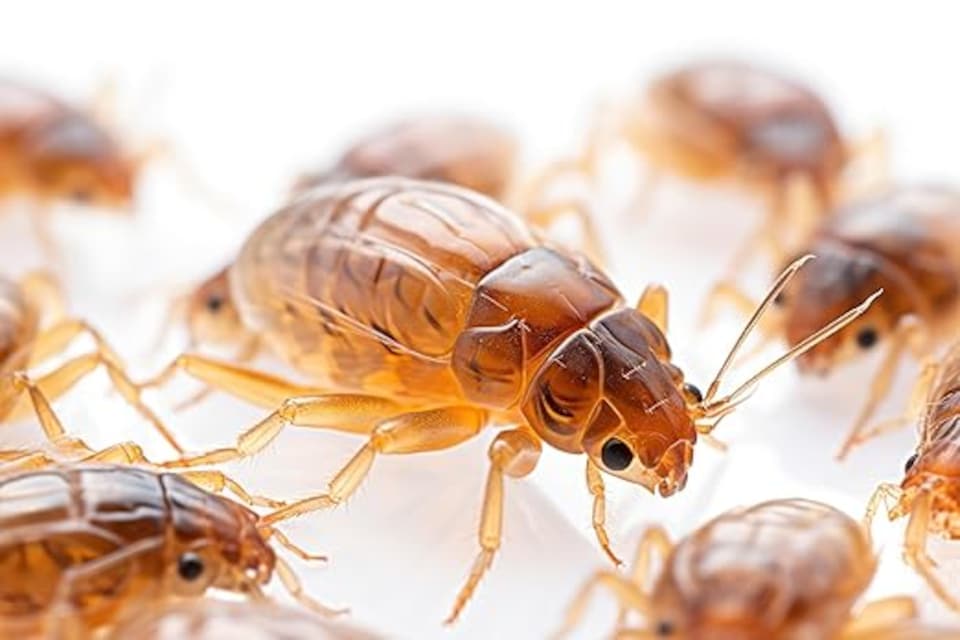 image 1 of Spear & Jackson Flea Killer 5L + 1L - Multi-Insect Control for Hard & Soft Furnishings