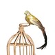 image 1 of Large Decorative Gold Paradise Bird With Clip - 35cm