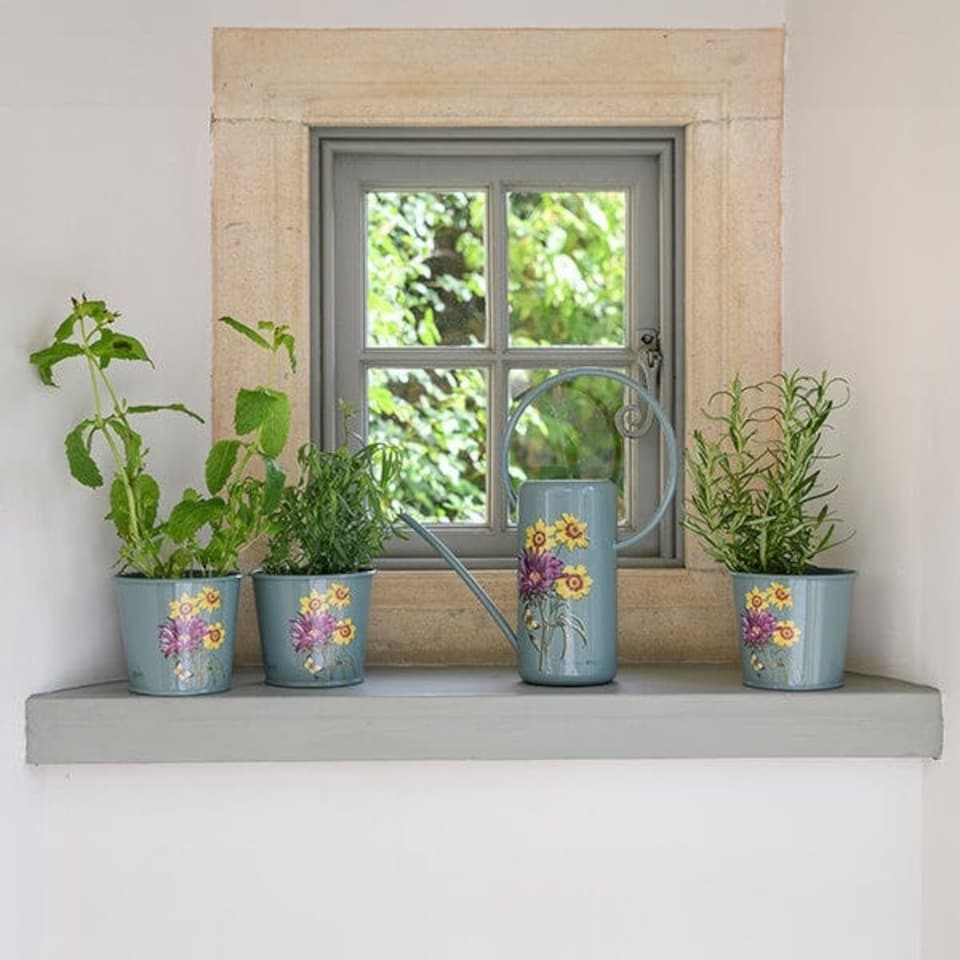 image 1 of RHS Asteraceae Herb Pots